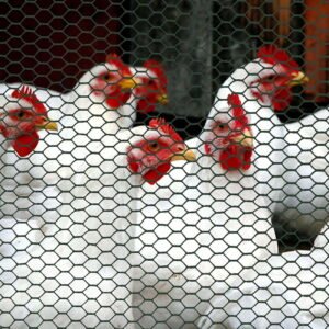 Chicken Wire Mesh Temporary Fence Roll (3' x 25' - Green) - Plastic FencePoultry - Image 5