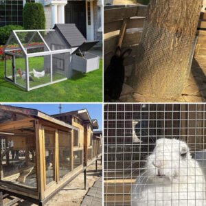 Hardware Square Metal Wire Roll Galvanized Welded Chicken Wire Mesh Fence - Image 14
